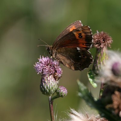 Arran brown, Erebia ligea (Skogsgräsfjäril)