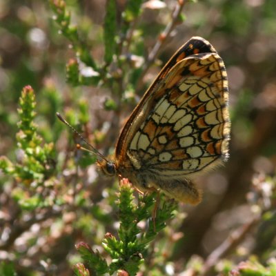 Heath Fritillary, Melitaea athalia (Skogsnätfjäril)