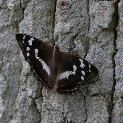 Purple Emperor, Apatura iris (Sälgskimmerfjäril)