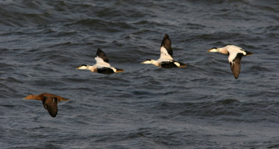 Eider Duck, Somateria mollissima (Ejder)