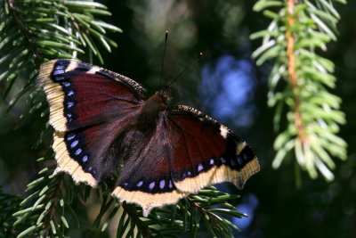 Camberwell Beauty (Sorgmantel) Nymphalis antiopa