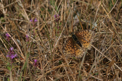 Niobe fritillary, Argynnis niobe (Hedpärlemorfjäril)