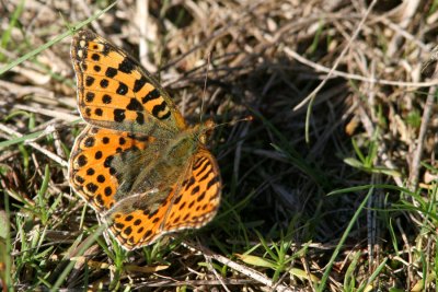 Queen of Spain Fritillary, Issoria lathonia (Storfläckig pärlemorfjäril)