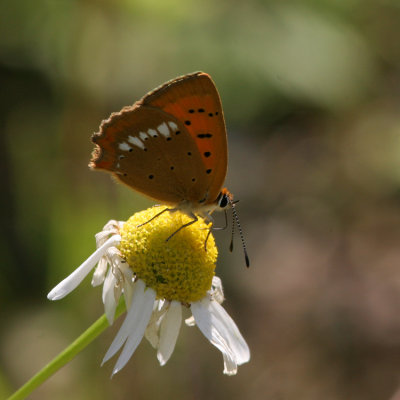 Scarce Copper, Lycaena virgaureae (Vitfläckig guldvinge)