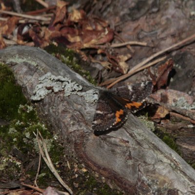 Orange Underwing, Archiearis parthenias (Brun flickfjril)