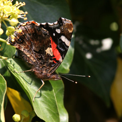 Red Admiral, Vanessa atalanta (Amiral)