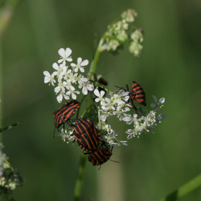  Graphosoma lineatum (Strimlus)