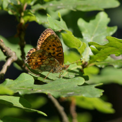 Lesser Marbled Fritillary, Brenthis ino (Älggräspärlemorfjäril)