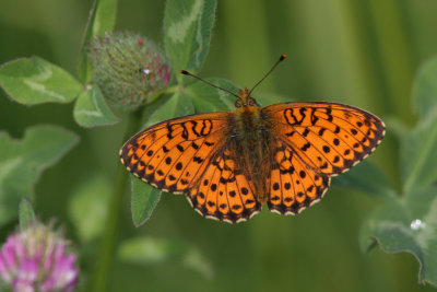 Lesser Marbled Fritillary, Brenthis ino (Älggräspärlemorfjäril)