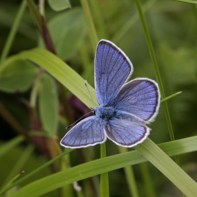 Meadow Blue, Cyaniris semiargus (ngsblvinge)