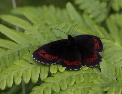 Arran brown, Erebia ligea (Skogsgräsfjäril)