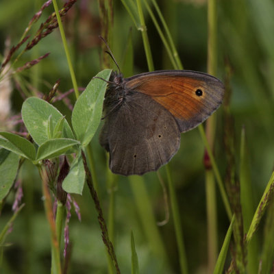 Meadow Brown, Maniola jurtina (Slåttergräsfjäril)