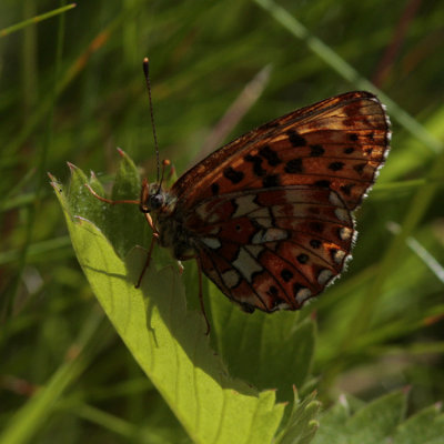Pearl-bordered Fritillary, Boloria euphrosyne (Prydlig pärlemorfjäril)