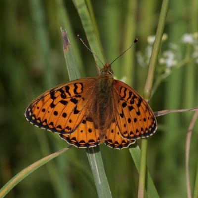 High Brown Fritillary, Argynnis adippe (Skogspärlemorfjäril)