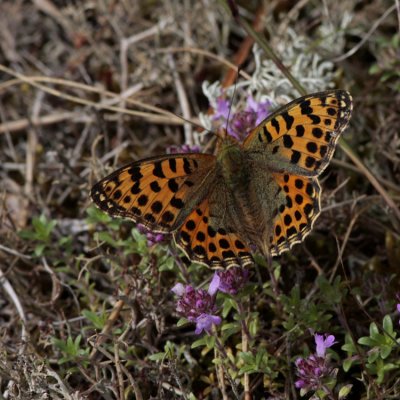 Queen of Spain Fritillary, Issoria lathonia (Storfläckig pärlemorfjäril)