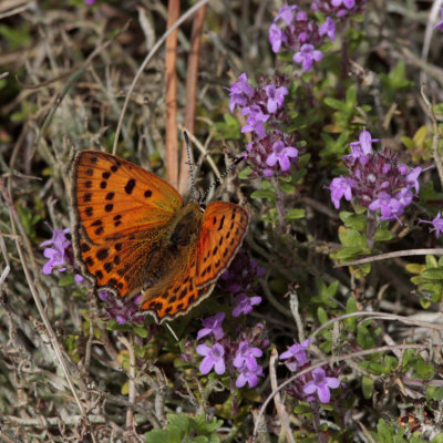 Scarce Copper, Lycaena virgaureae (Vitfläckig guldvinge)