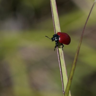 Red Poplar Leaf Beetle, Chrysomela populi (Aspglansbagge)
