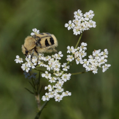 Bee Beetle, Trichius fasciatus (Humlebagge)