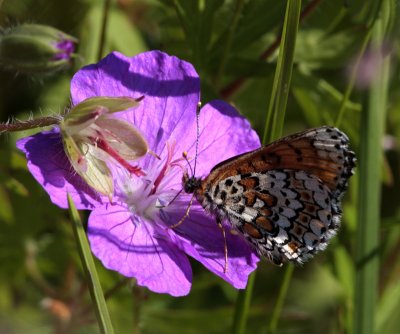 Glanville Fritillary, Melitaea cinxia (Ängsnätfjäril)