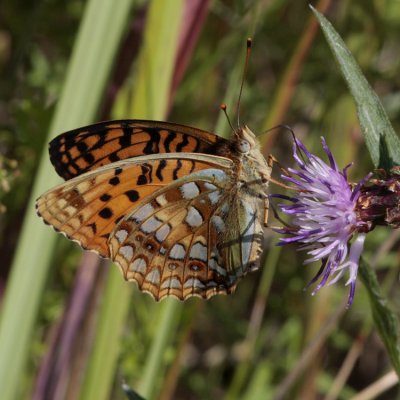 High Brown Fritillary, Argynnis adippe (Skogspärlemorfjäril)