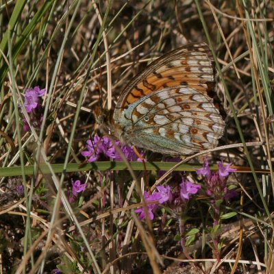 Niobe fritillary, Argynnis niobe (Hedpärlemorfjäril)