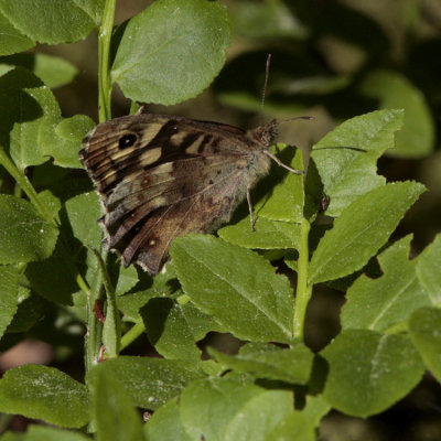 Speckled Wood (Kvickgräsfjäril) Pararge aegeria tircis