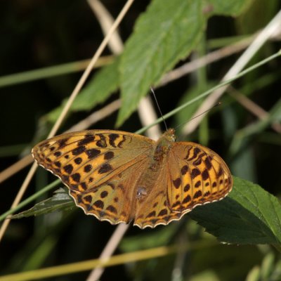 Silver-washed Fritillary, Argynnis paphia (Silverstreckad pärlemorfjäril)