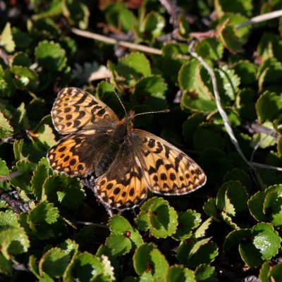 Freija´s Fritillary, Boloria freija (Frejas pärlemorfjäril)