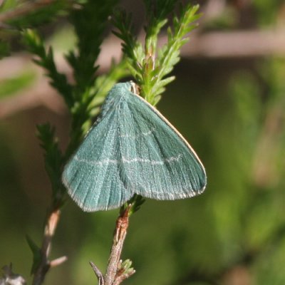 Chlorissa viridata (Ljunglundmtare)