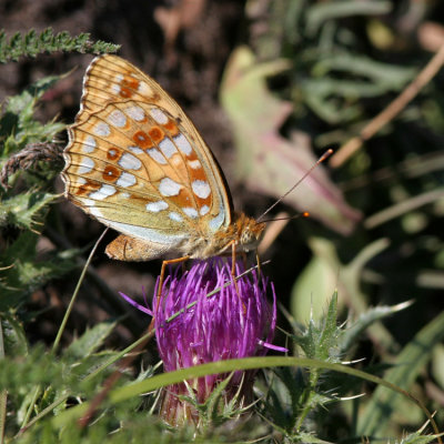High Brown Fritillary, Argynnis adippe (Skogspärlemorfjäril)