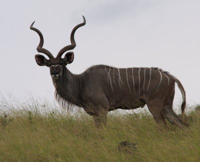 Greater Kudu, Tragelaphus strepsiceros