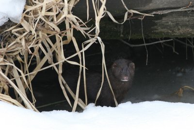 American Mink, Mustela vison