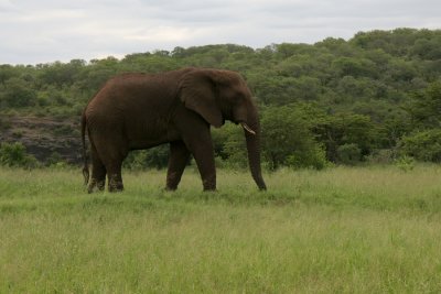 African elephant, Loxodonta Africana