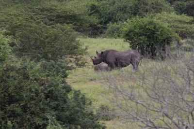 Black rhino, Diceros bicornis