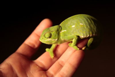 Flap-necked Chameleon, Chamaeleo dilepis