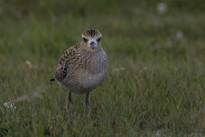 Pacific Golden Plover, Pluvialis fulva (Sibirisk tundrapipare)