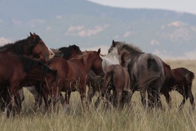 Horses Borgoi steppe