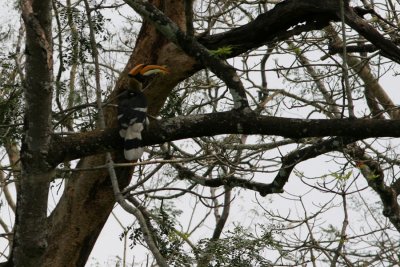 Great Hornbill, Buceros bicornis