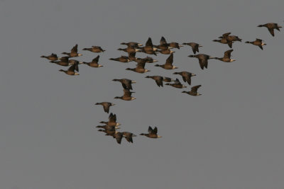Brent Goose, Branta bernicla (Prutgs)