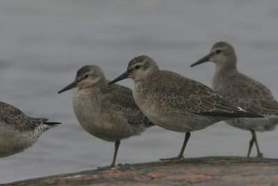 Red Knot, Calidris canuta (Kustsnäppa)