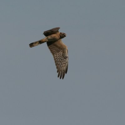 Montagues Harrier, Circus pygargus (ngshk)