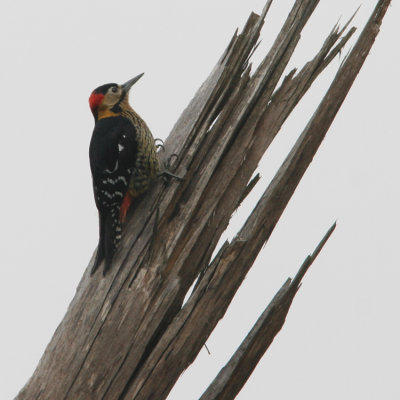 Darjeeling Woodpecker, Dendrocopus darjellensis