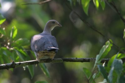 Mountain Imperial-Pigeon, Ducula badia