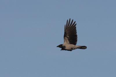 Hooded Crow, Corvus corone cornix (Grkrka)