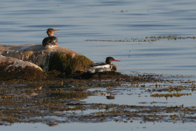 Red-breasted Merganser, Mergus serrator (Smskrake)