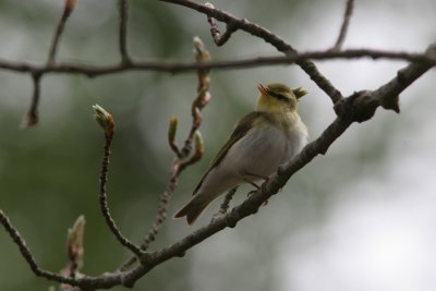Wood Warbler, Phylloscopus sibilatrix (Grnsngare)