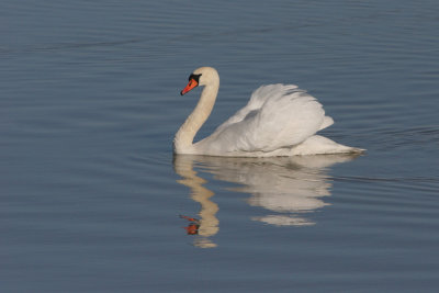 Mute Swan, Cygnus olor (Knölsvan)