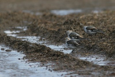 Snow Bunting, Plectrophenax nivalis (Snsparv)