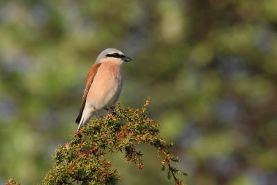 Red-backed Shrike, Lanius collurio (Trnskata)