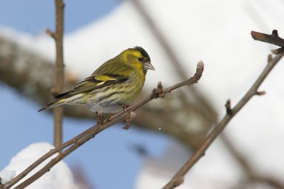 Eurasian Siskin, Carduelis spinus (Grnsiska)